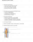 A NEUROANATOMIA