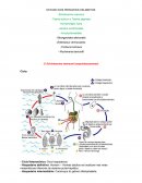 Parasitologia Clinica