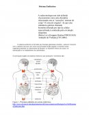 A Sistema Endócrino