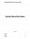 Nutrição mineral plantas
