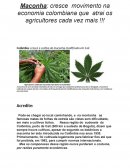 Colômbia: cresce o cultivo de maconha modificada em Cali
