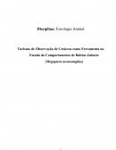 Turismo de Observação de Cetáceos como Ferramenta no Estudo do Comportamento de Baleias Jubarte