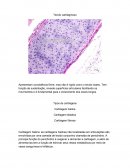 Histologia do tecido cartilaginoso, ósseo e muscular