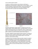 Forma e estrutura da medula espinhal
