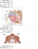 Estudo de musculos