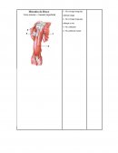 Anatomia Muscoesqueletica