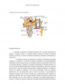 Biofísica da Função Renal Unidade Funcional dos Rins (Néfron)