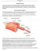 Resumo Fisiologia muscular