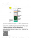 INTERPRETAÇÃO DA COLUNA DA COLUNA DE WINOGRADSKI