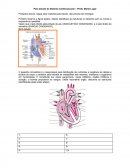 Sistema Cardiovascular