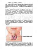 Anatomia