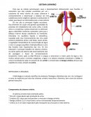 SISTEMA URINÁRIO