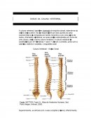 OS OSSOS DA COLUNA VERTEBRAL