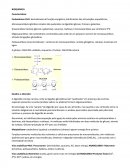 Resumo Carboidratos e Lipídeos