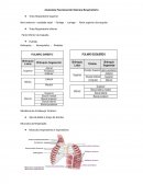 Anatomia