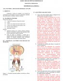 Estudo reflexo medulares