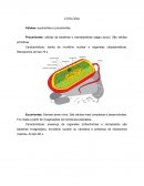 Células: Eucariontes e Procariontes