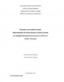 Especialização de Ossos Densos e Penas Sonoras