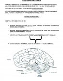 ANATOMIA BÁSICA