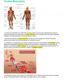 Tecidos Musculares: História Grécia