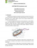 TRABALHO DE MICROBIOLOGIA ACETOBACTER (Acetobacter aceti)