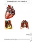 ESTUDO DIRIGIDO: Sistema Cardiovascular