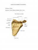 Anatomia do Movimento