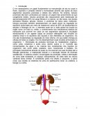 Trabalho fisio Renal