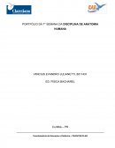 PORTFÓLIO DA 7° SEMANA DA DISCIPLINA DE ANATOMIA HUMANA