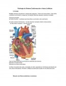 Fisiologia do Sistema Cardiovascular