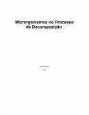 Microrganismos no Processo de Decomposição