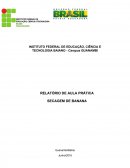 RELATÓRIO DE AULA PRÁTICA SECAGEM DE BANANA Guanambi/Bahia