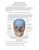Introdução aos estudos de anatomia