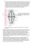 Acao de drogas antitumorais nos microtubulos