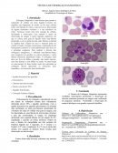Esfregaço de Celulas Sanguineas