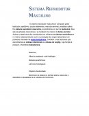 Sistema genitl masculino