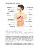 BIOLOGIA - SISTEMA DIGESTÓRIO.