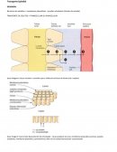 TRANSPORTE DE SOLUTOS = TRANSCELULAR OU PARACELULAR