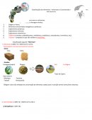 Classificação dos Alimentos - Volumosos e Concentrados I