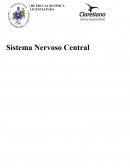 Sistema Nervoso Central