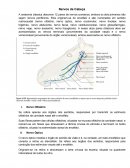 Os Nervos da Cabeça