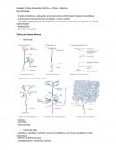 A Neurofisiologia