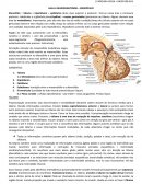 A NEUROANATOMIA – DIENCÉFALO