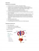 O Sistema Renal - Funções dos rins na homeostasia