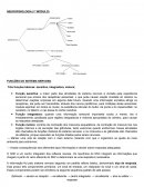 FUNÇÕES DO SISTEMA NERVOSO