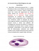 As Características Morfológicas de cada Leucócitos