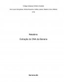 Relatório: Extração do DNA da Banana