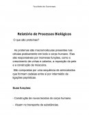 Relatório de Processos Biológicos