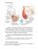 Oxidação de Ácidos Graxos