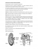 FISIOLOGIA DO SISTEMA EXCRETOR